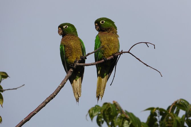 Birds of the Mayan World 2 / Route of the cenotes - Spotting skills: how you go from seeing nothing to seeing a lot