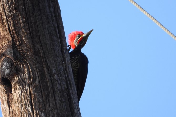 Birds of the Mayan World 2 / Route of the cenotes - eBird checklist help, plus tools that don’t break the spell