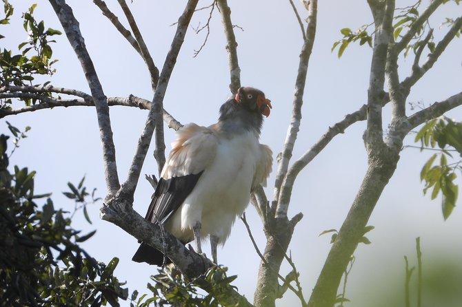 Birds of the Mayan World 2 / Route of the cenotes - Pace and physical demands: moderate walking, but it is not a race