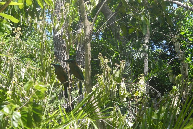 Birds of the Mayan World 2 / Route of the cenotes - The trails and the low-impact approach that actually changes your experience
