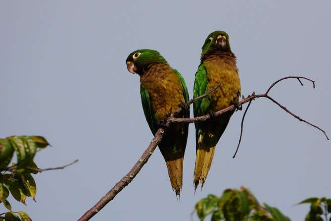 Birds of the Mayan World 3 - Why Birds of the Mayan World 3 Works as a Half-Day Plan