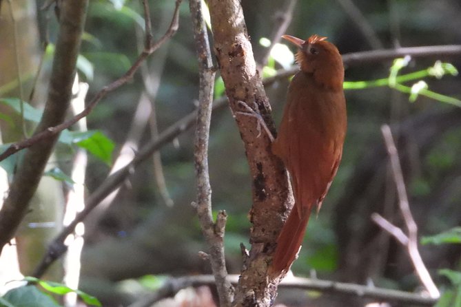 Birds of the Mayan World 3 - Tulum Stop: Birds First, Ruins Second