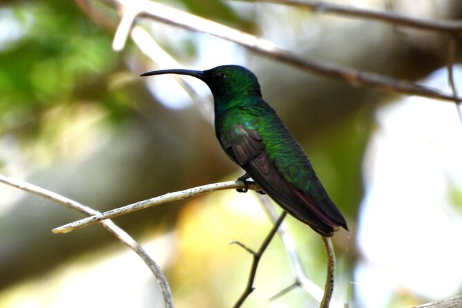 Birds of the Mayan World 3 - Zona Arqueologica de Muyil: Quiet Trails and Wildlife Timing