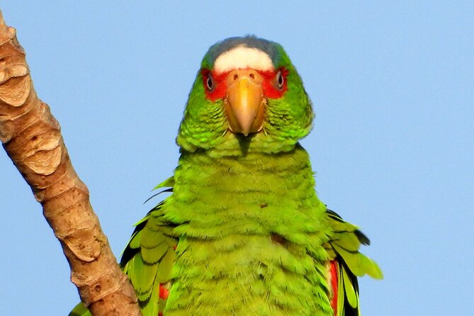 Birds of the Mayan World 3 - What Low-Impact Bird Watching Actually Looks Like Here