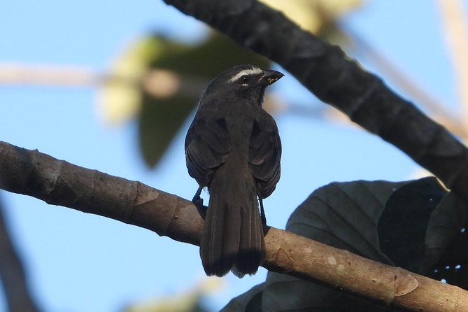 Birds of the Mayan World 3 - The Guide Matters, and Jose’s Species Matching