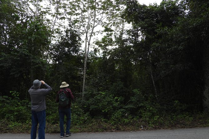 Birds of the Mayan World 3 - Food and Drinks: Coffee, Lunch, and the Practical Break