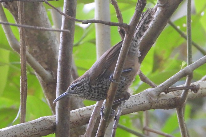 Birds of the Mayan World 3 - Meet-up, Pickup, and the Pace for a 6-Hour Birding Morning