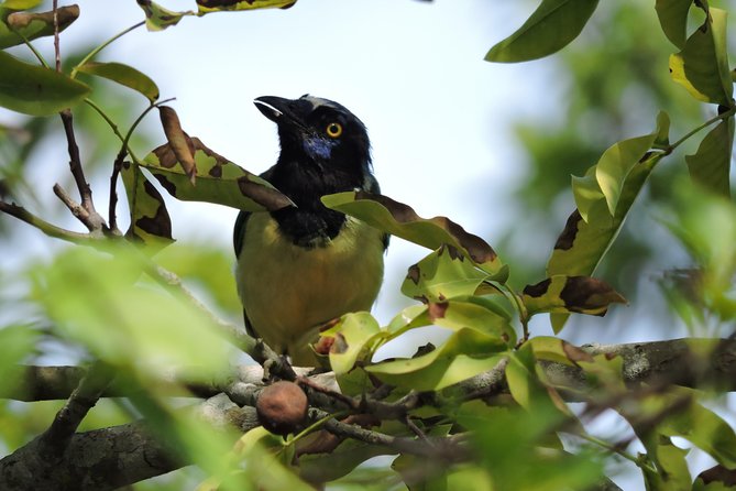 Birdwatching Cancun - Why a 6:00 am Jungle Start Makes Sense