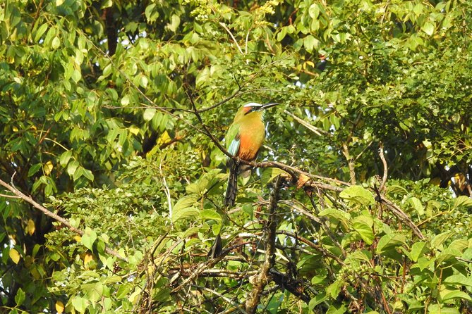 Birdwatching Cancun - Spotting Birds Fast: How the Guides Work (Carlos and Lugo)