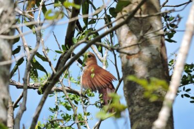 Birdwatching Cancun
