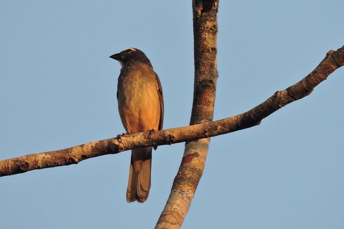 Birdwatching Cancun - Species Highlights You Can Hope to See Near the Cenotes Route