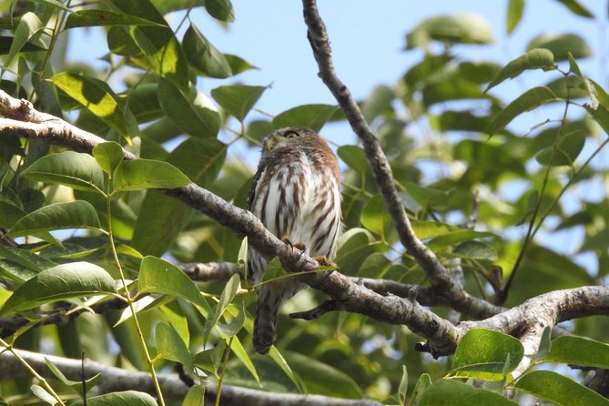 Birdwatching Cancun - The Mid-Tour Break: Snacks, Water Timing, and What to Bring