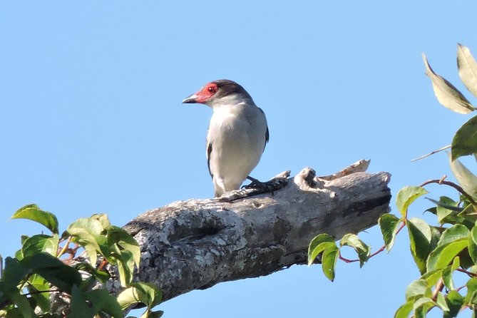 Birdwatching Cancun - Price and Value: Is $165 Worth a Jungle Birding Morning?