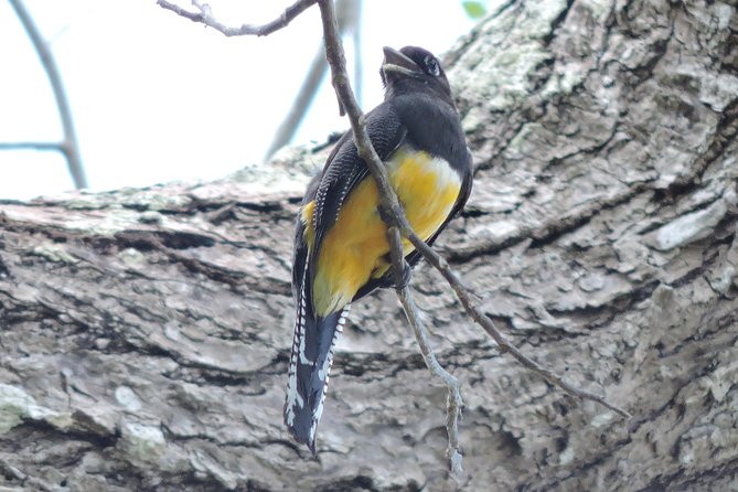 Birdwatching Cancun - Who This Tour Fits Best (And Who Might Want a Different Plan)