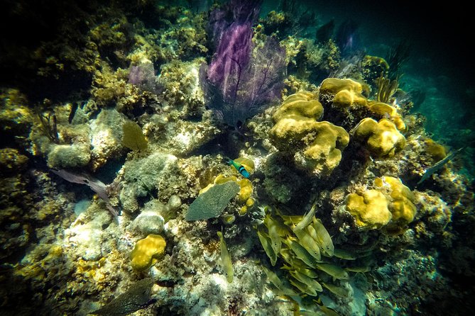 Breathtaking experience driving a speedboat in Cancun with Snorkeling included - Price and value: why $55 can be a bargain, and the one extra fee to plan