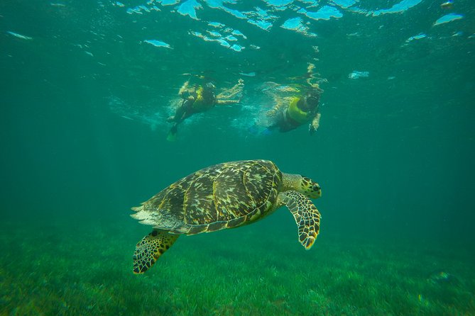 Cancun Adventure: Reef Snorkeling & Parasailing Experience - Price, Value, and the Real Cost of a $135 Day