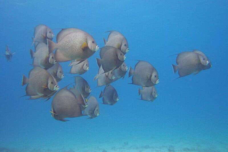 Cancun: Beginner Scuba Diving at Underwater Museum - MUSA Underwater Museum: Art You Can Only See That Way