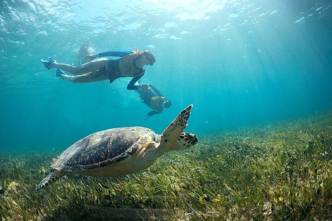 Cancun Combo Adventure: 4 Reef Snorkeling Stops & Parasailing - Mayan Coral Reef Snorkeling: Reef, Underwater Art, Turtles, and a Sunken Ship