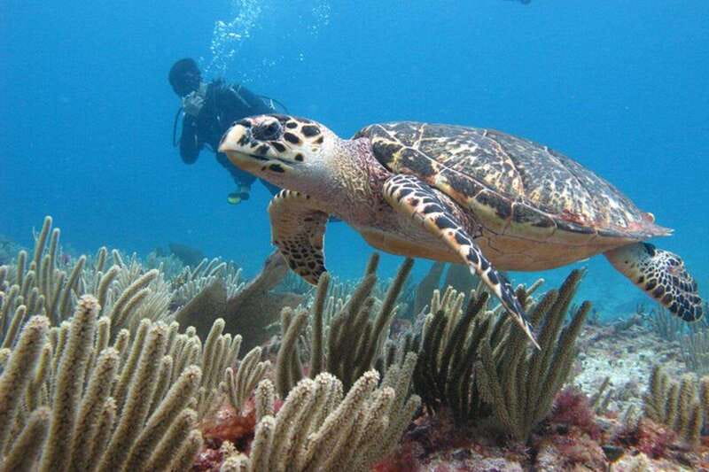Cancun: Dive Underwater Museum & Manchones Reef - Coconut Divers and the guide style that people remember