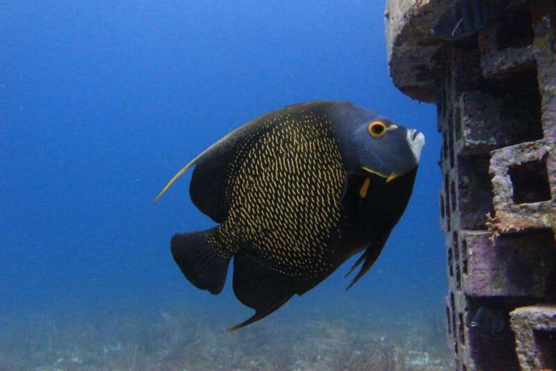 Cancun: Dive Underwater Museum & Manchones Reef - Timing: how a 5-hour day actually plays out