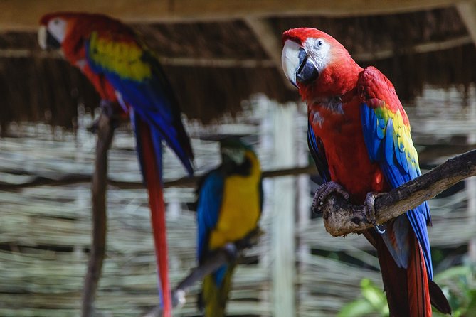 Cancun Extreme Zipline Canopy Tour - Extreme add-ons: bungee, Superman fly, ATV, and Tarzania choices