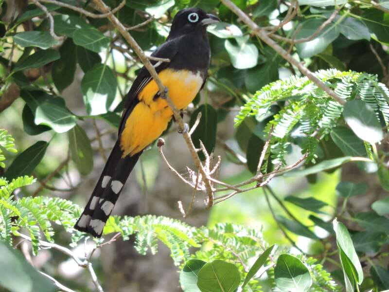 Cancún: Guided Birdwatching Hike - Why Ruta de los Cenotes works for birdwatching in Cancún