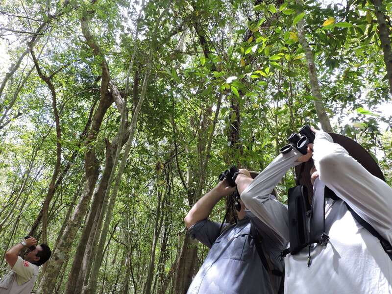 Cancún: Guided Birdwatching Hike - The 3-hour birdwatching hike: your main viewing window