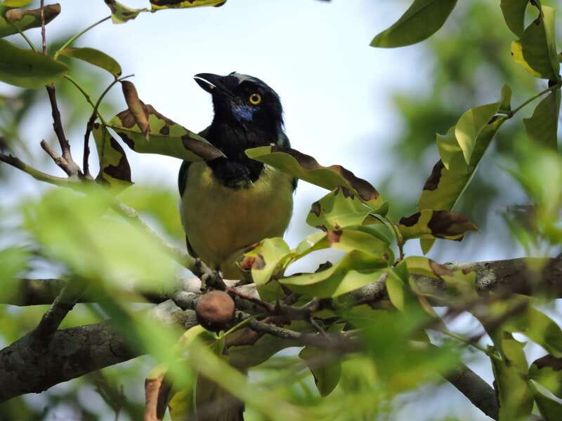 Cancún: Guided Birdwatching Hike - What you get to keep your energy up (and why it’s planned)