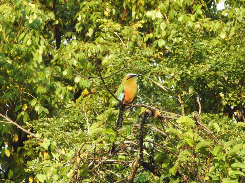 Cancún: Guided Birdwatching Hike - Returning to Cancún before midday: a calmer ending