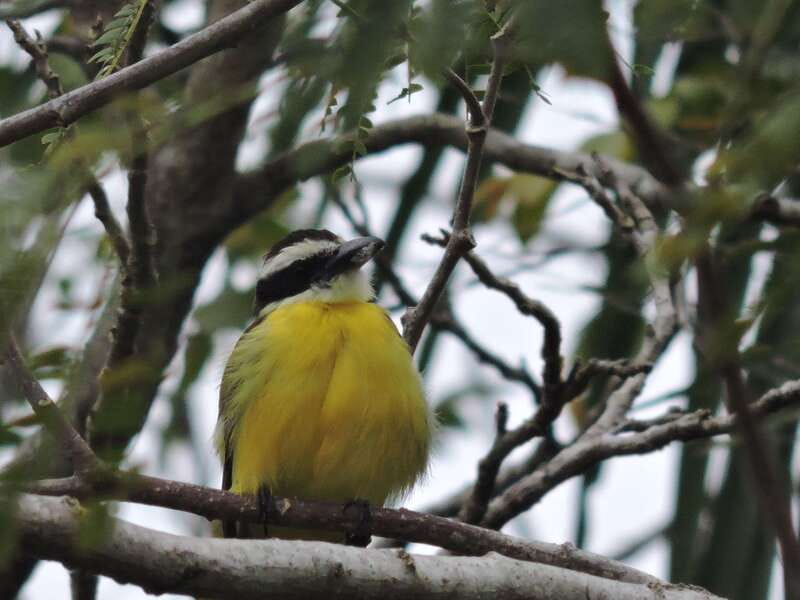 Cancún: Guided Birdwatching Hike - Price and value: what $169 buys you in real terms