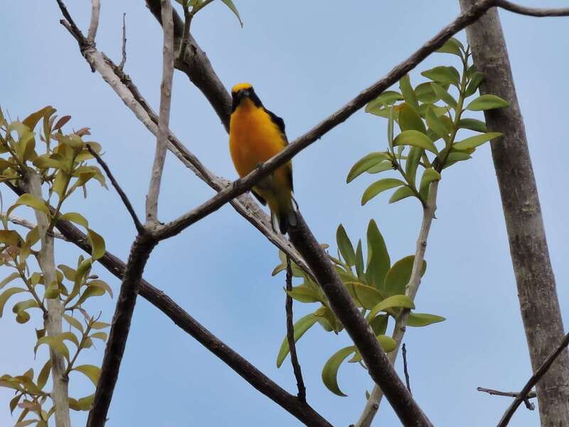Cancún: Guided Birdwatching Hike - Who should book this Cancún birdwatching hike