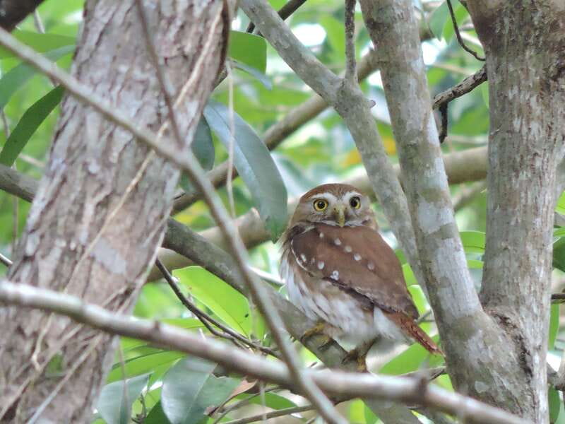 Cancún: Guided Birdwatching Hike - The early-morning flow: pickup, ride, and getting set