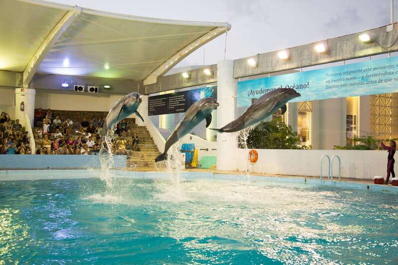 Cancún Interactive Aquarium Admission + Dolphin Presentation - Key things that make this experience worth your time