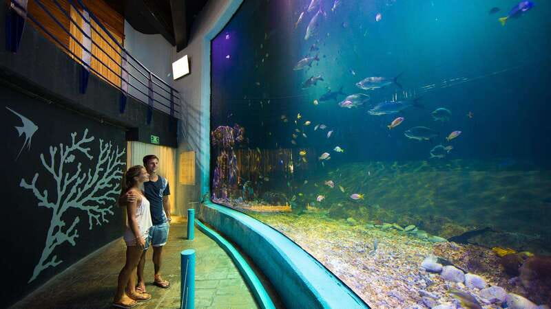Cancún Interactive Aquarium Admission + Dolphin Presentation - Touch tanks: the hands-on moment for rays, starfish, and urchins