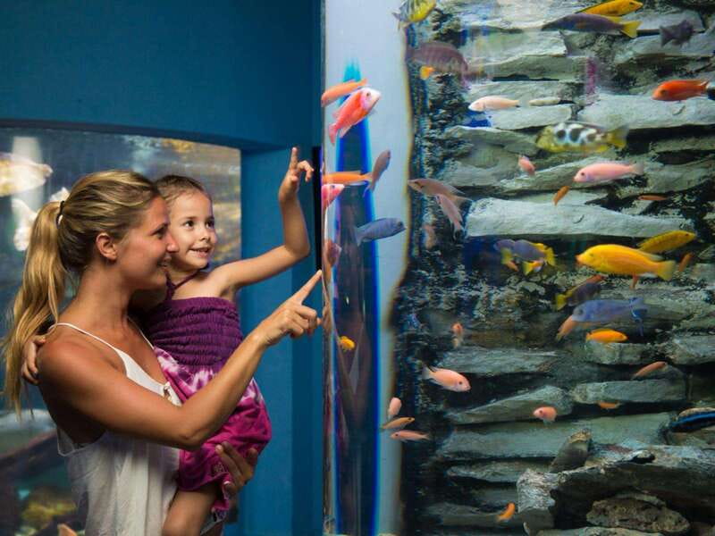 Cancún Interactive Aquarium Admission + Dolphin Presentation - Corals, anemones, and the reef-style displays you can keep staring at