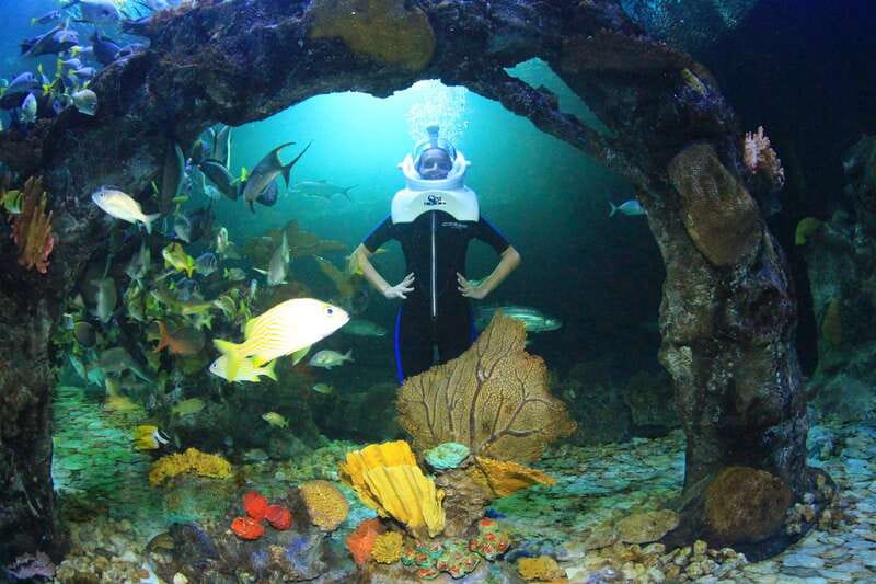 Cancun: Interactive Aquarium - Swim with dolphins Premium - Should you book Delphinus Premium in Cancun?