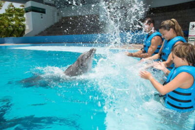 Interactive Aquarium – Swim with dolphins Premium