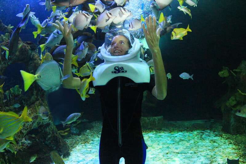 Cancun: Interactive Aquarium - Swim with dolphins Premium - Dolphin interaction basics: safety, behavior, and animal-first rules
