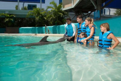 Interactive Aquarium Ticket and Swim with Dolphins