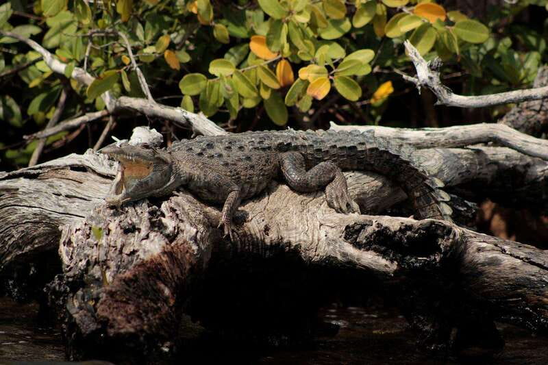 Cancun: Jungle Tour Adventure with Speedboat and Snorkeling. - What’s included, and where the value really comes from