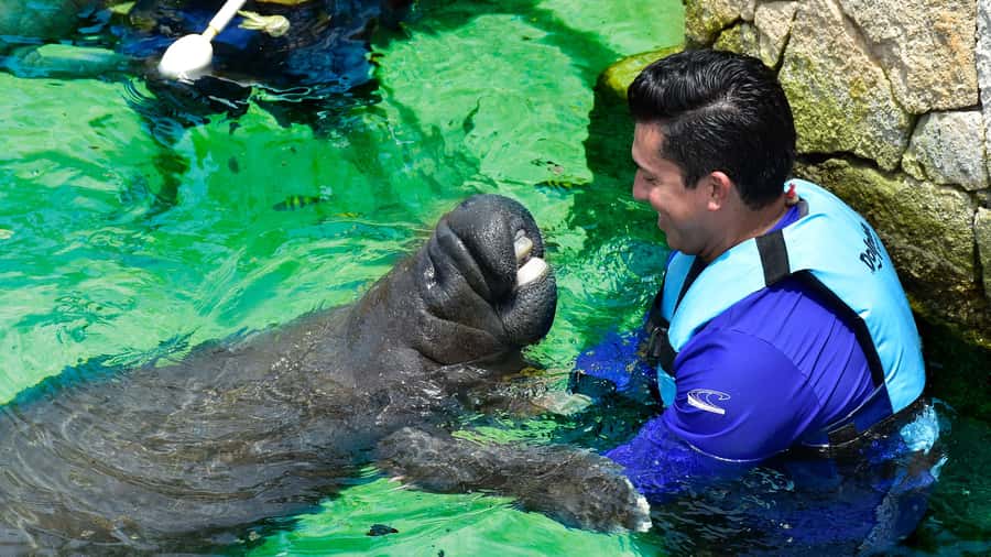 Cancun: Manatee Swimming on Isla Mujeres with Buffet Lunch - A Calm, Hands-on Manatee Meet on Isla Mujeres