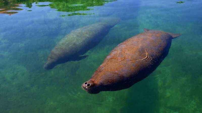 Cancun: Manatee Swimming on Isla Mujeres with Buffet Lunch - After the Encounter: Pools, Marine Views, and Buffet Lunch