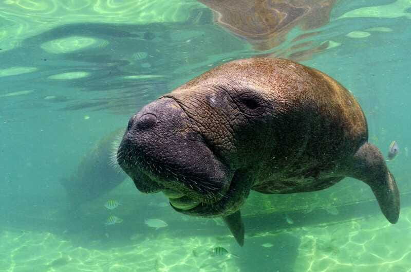 Cancun: Manatee Swimming on Isla Mujeres with Buffet Lunch - Who This Fits Best, and Who Should Skip It