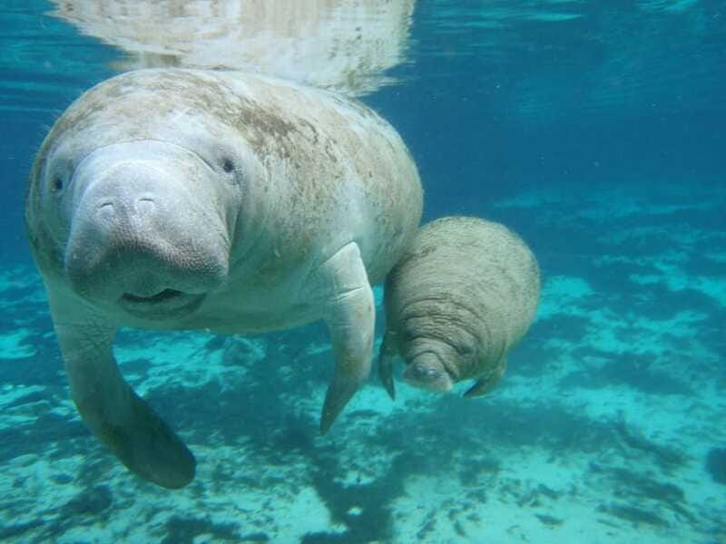 Cancun: Manatee Swimming on Isla Mujeres with Buffet Lunch - Practical Tips That Make the Day Smoother