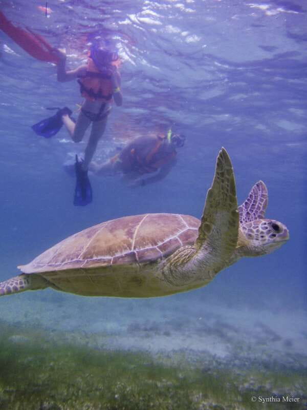 Cancun: Marine Turtle Observation in Akumal - Akumal turtle snorkeling: what you can realistically expect