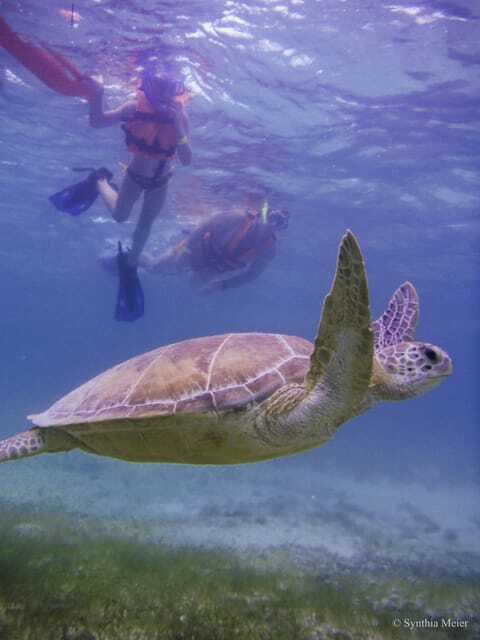 Cancun: Marine Turtle Observation in Akumal - Timing and transport: how the half-day feels from Cancun, Playa, or Tulum