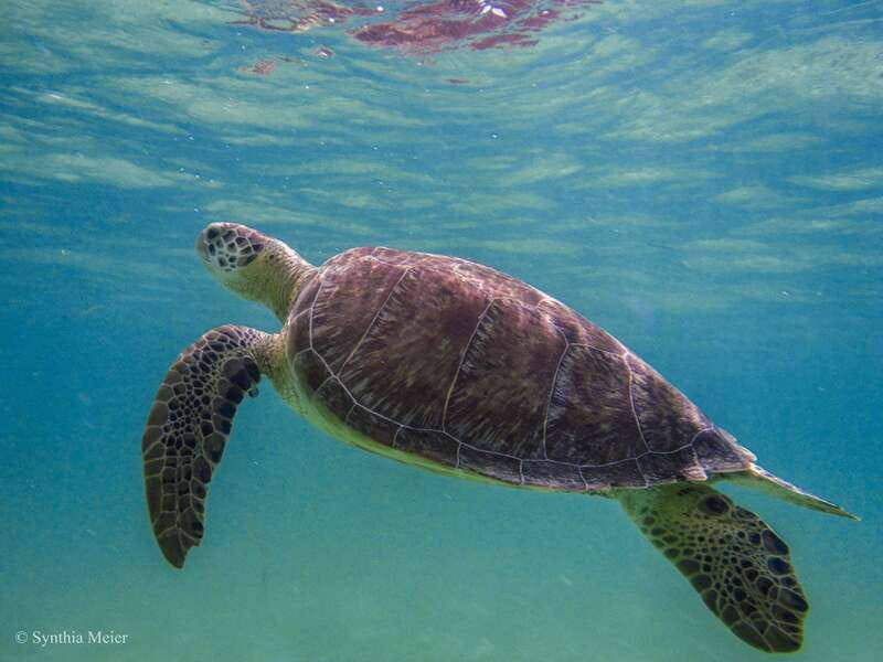 Cancun: Marine Turtle Observation in Akumal - Family fit and who should skip this turtle and cenote combo