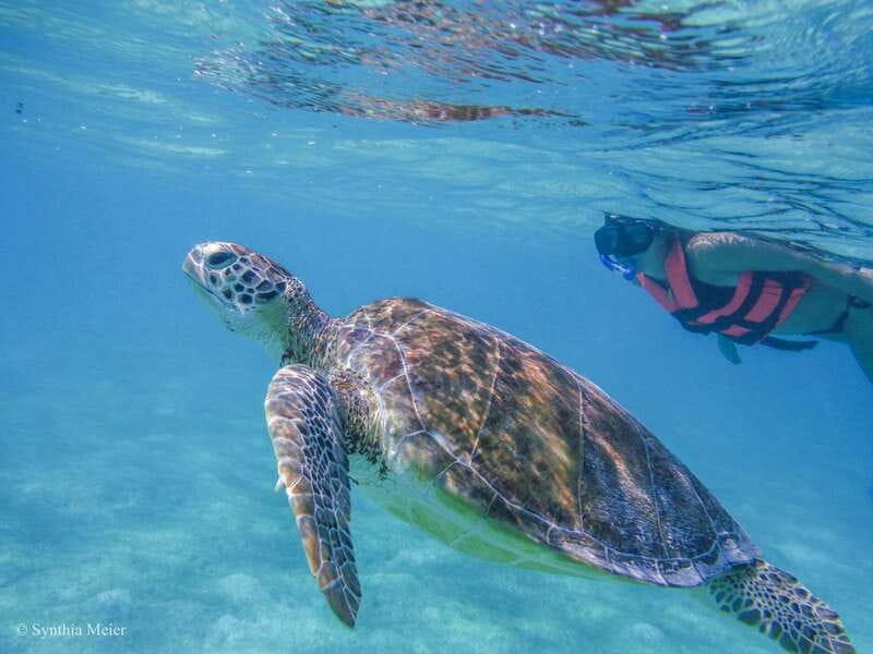 Cancun: Marine Turtle Observation in Akumal - The guide factor: how the turtle talk can make or break the trip