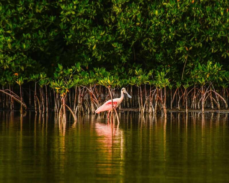 Cancún: Morning or Sunset Kayak Adventure in Nichupte Lagoon - Guides, Photos, and the Kind of Learning You Actually Use