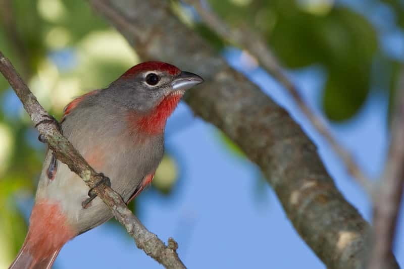 Cancun: Private Birdwatching Tour - Key things to know before you go